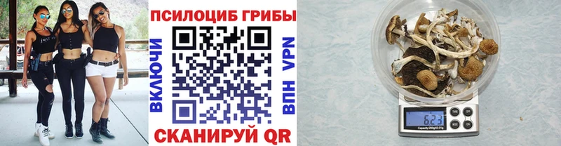Галлюциногенные грибы Psilocybe  Купить закладки  Пущино 